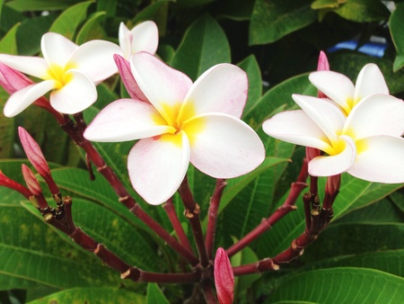 Plumeria の素材