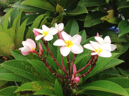 Plumeria の素材