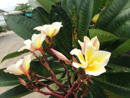 Plumeria の素材