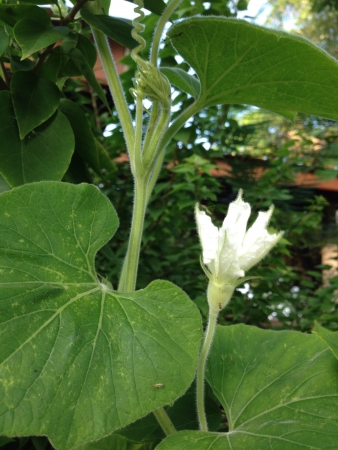 Snake gourd flower or trichosanthes anguinaの素材