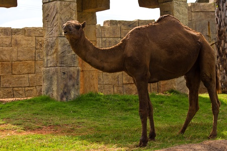 camel in the zooのeditorial素材