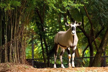 oryx in the zooのeditorial素材