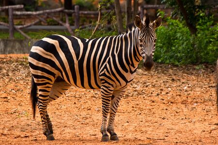 zebra in the zooのeditorial素材