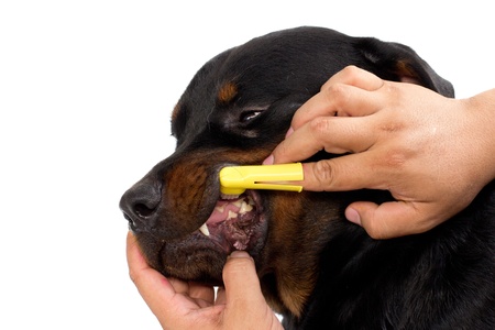dog teeth cleaned with tooth brushの写真素材