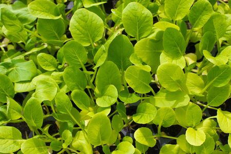 green lettuce seedling  food and vegetable background