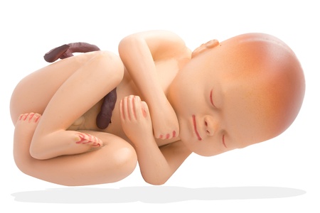 Embryo pregnancy anatomy model on white background with work pathの写真素材