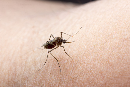 closeup macro photo a mosquito sucking human blood