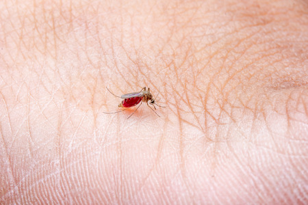closeup macro photo a mosquito sucking human bloodの写真素材