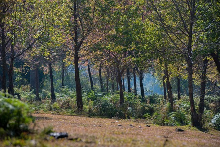Pink sakura on road in thailandの写真素材