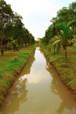 Rural landscape with ditch and mango trees.の写真素材