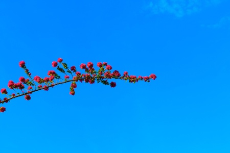 Flower and branches under the blue sky.の写真素材