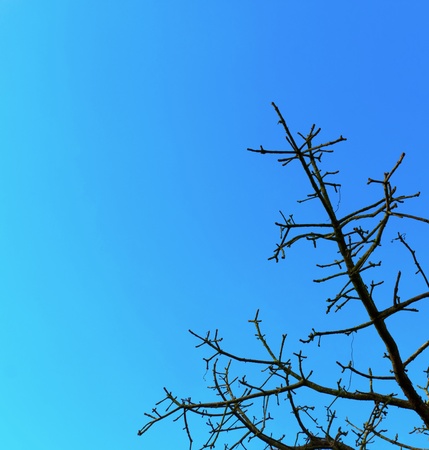 Branches under the blue sky.の写真素材