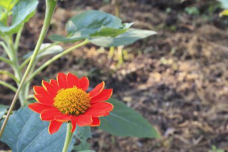 Close up view of flower in the garden.の写真素材