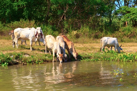 Herd of cows is beside the river.の写真素材