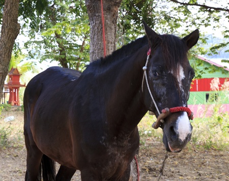 Handsome black horse is under the tree.の写真素材