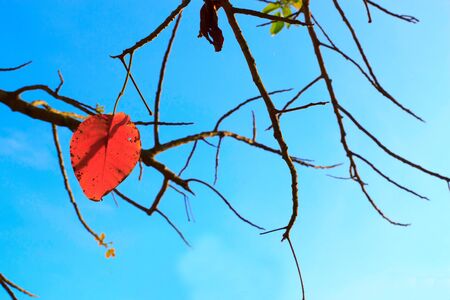 Red leaves and twigs to light the evening.の写真素材