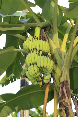 Close up shot of a Banana tree with a bunch of bananas.の写真素材