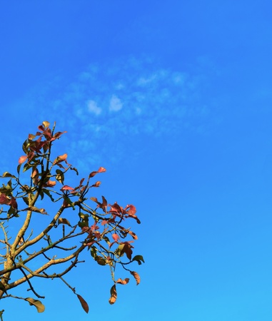 Leaves and branches under the blue sky.の写真素材