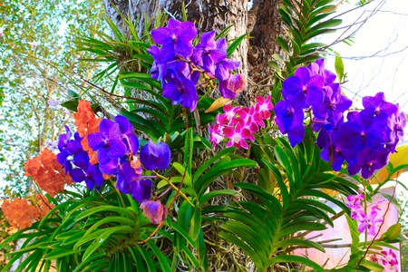 Orchid multi-species with multi-color.の写真素材