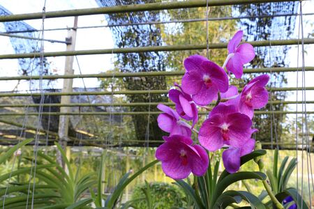 Orchid species of Vanda with pink color.の写真素材