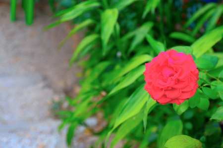 Fresh and beautiful roses.の写真素材