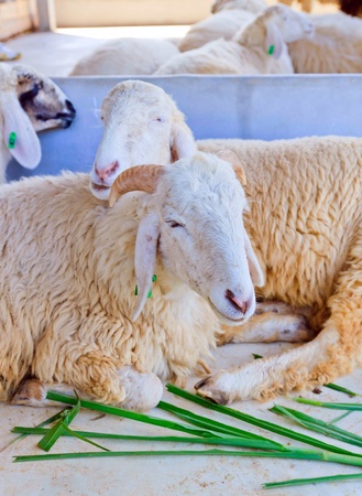 Sheep was sleeping in animal farming.の写真素材
