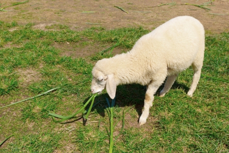 Sheep eating grass outdoors.の写真素材