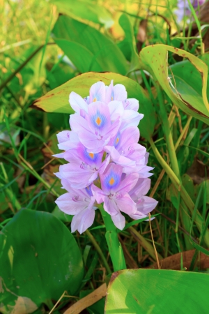 Flowers and leaves of water hyacinth in the natural.の写真素材