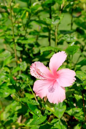 A pink hibiscus flower on green background.の写真素材