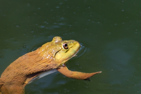 The brown frog live in a pond の写真素材