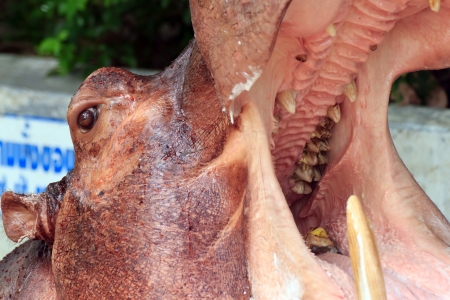 Hippos are jaw for waiting to eat.の写真素材