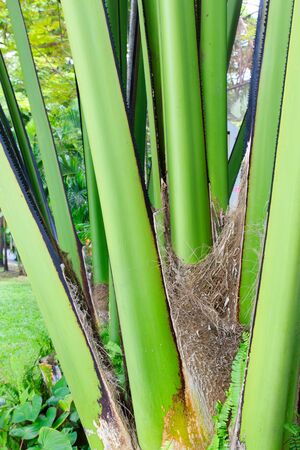 Close-up of the trunk of a palm tree pattern.の写真素材
