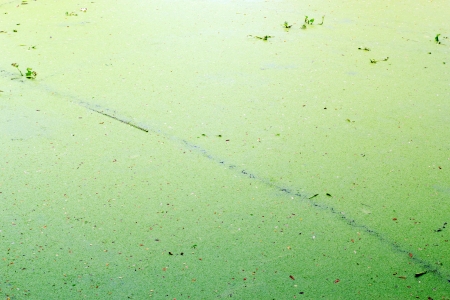 Texture background of the water weed or water fern. の写真素材