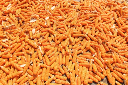 Dried corn for animal feed on the floor.の写真素材