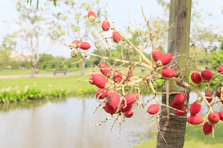 Foxtail palm has a red seed in the middle of nature.の写真素材