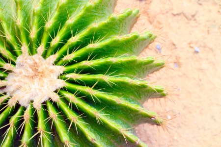 The detail of Golden Barrel cactus with thorns in gold.の写真素材
