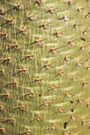 Closeup pattern of a green cactus background.の写真素材