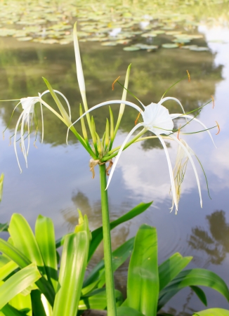 A spider lilies blooming in the poolside.の写真素材