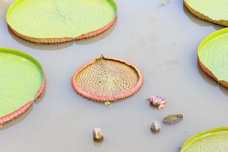 Victoria longwood hybrid is a plant that looks like a large tray, floating on the river.の写真素材