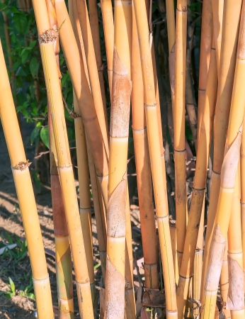 Bamboo background with many size dead and dry.の写真素材