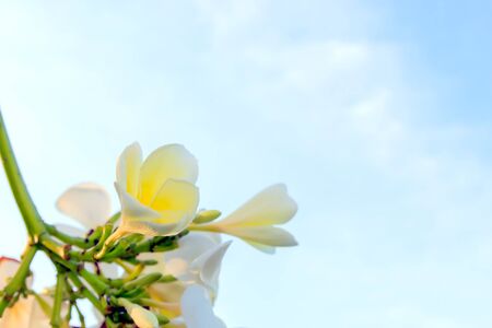 White frangipani flowers with sky in the background.の写真素材
