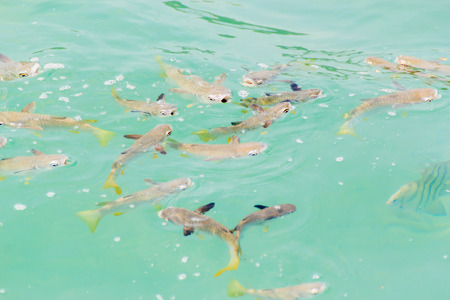 Fish are swimming in the sea. Photo top view.の写真素材