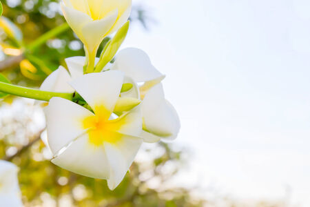 White frangipani flowers with park in the background.の写真素材