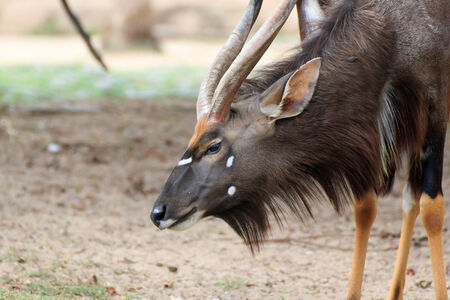 A male nyala is open Zoo Khao Kheow, Thailand.の写真素材