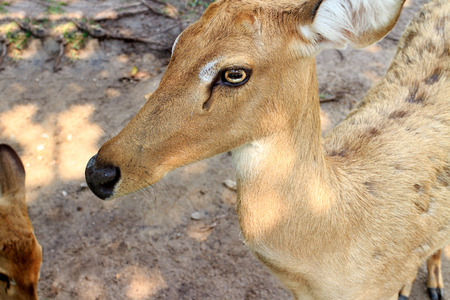 Female Antelope in open Zoo Khao Kheow, Thailand.の写真素材
