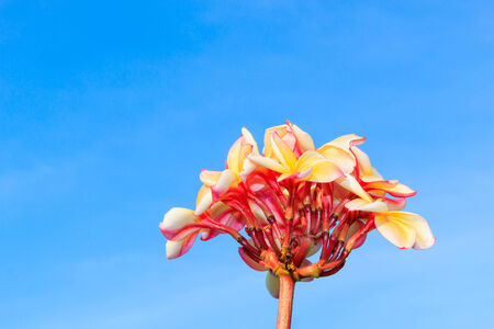 Yellow frangipani flowers with sky in the background.の写真素材