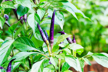 Fresh chili peppers on green leaves backgroundの写真素材