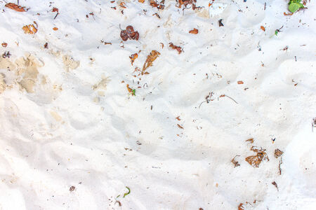 Clean white sand, and the leaves are small.の写真素材