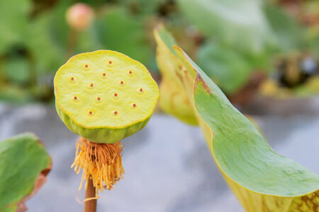 Calyx closeup on green leaves as background の写真素材
