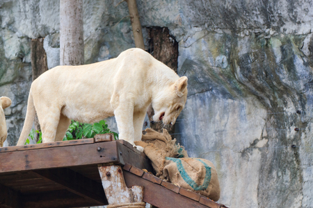 Young white lions on the table in Khao Kheow Zoo, Thailand.の写真素材